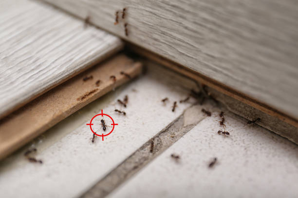 Best Pest Control Near Me  in Roseland, NJ