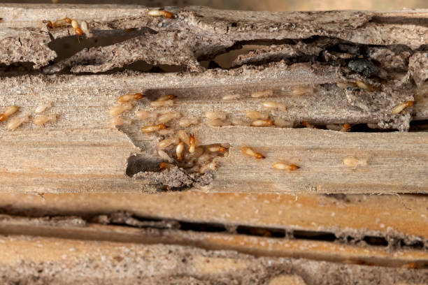 Best Cockroach Control Services  in Roseland, NJ