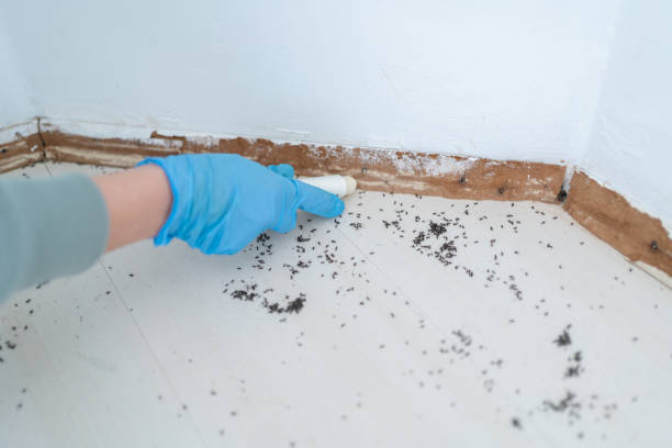 Best Insect Control  in Roseland, NJ